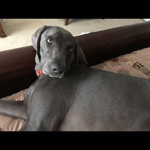 Meet your Posher, Ellen